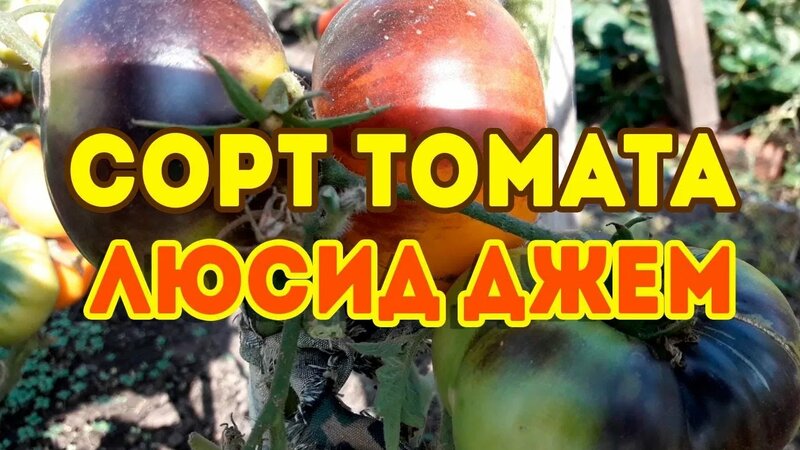 Сорт томата Люсид Джем! Обзор томата - Смотреть онлайн в поиске Яндекса ...