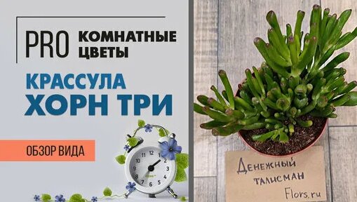Крассула Хорн Три - рогатое дерево, похожее на инопланетянина ...