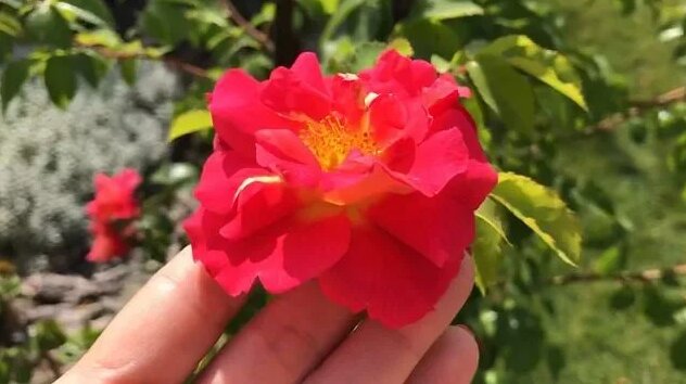 Rose Bajazzo от Kordes ! Роза Баяццо , второе лето, описание сорта ...