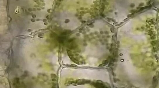 какое свойство мембраны лежит в основе плазмолиза и деплазмолиза