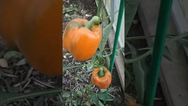 Перец. Сибирский бонус... 5 октября. - Смотреть онлайн в поиске Яндекса ...