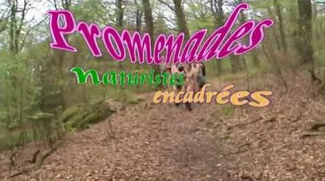 Yandex video arama