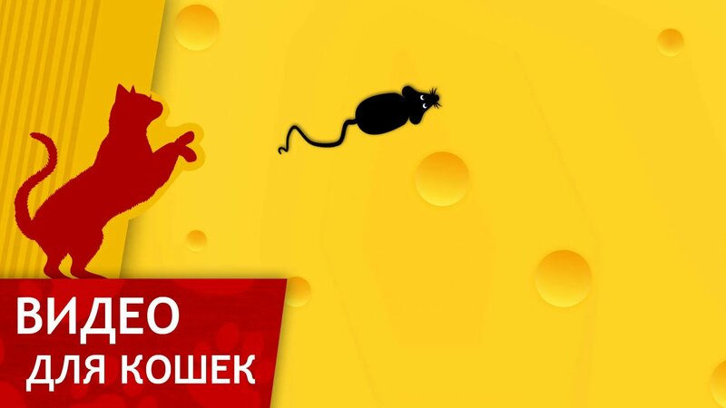 Видео для Кошек - Поймай мышку! (Развлеки своего кота) - Смотреть ...