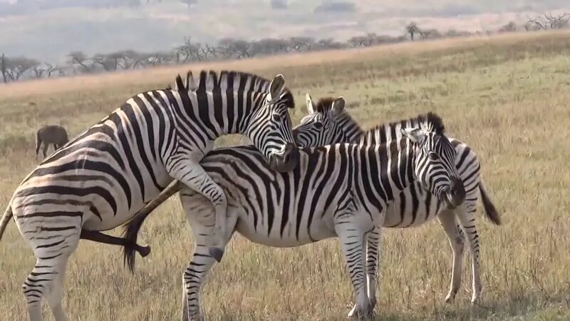 Қарындашпен салынған порно