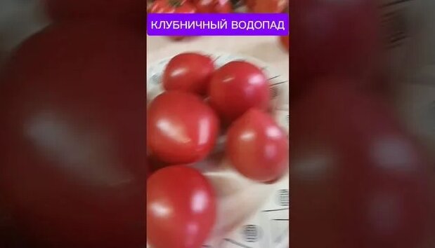 Томаты Северная корона , Клубничный водопад Король ананас .mp4 ...