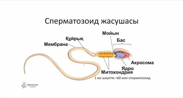 Яна Портнованың секс видеосы