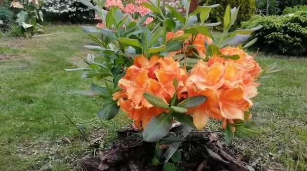 Листопадные рододендроны, зимостойкие сорта - Смотреть онлайн в поиске ...