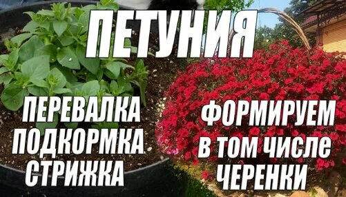 Огромная шапка петунии, как её сформировать, чем подкормить и пересадка ...