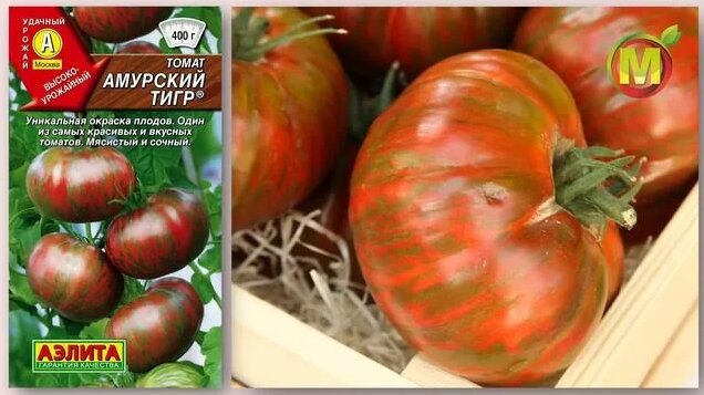Лучшие Популярные Томаты. СОРТ Амурский ТИГР ? - Смотреть онлайн в ...