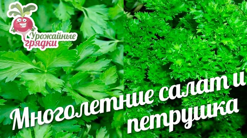 Многолетний салат и многолетняя петрушка. Самосев. - Смотреть онлайн в ...