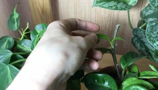 Подсветка для Комнатных Растений » Светильники IKEA и LED лампы ...