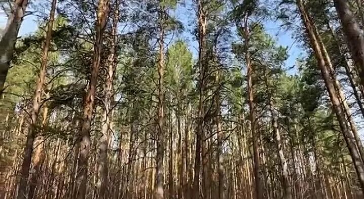 Татьяна Плесовских._Осина. КОРА. Лечебные Свойства. Практические Знания ...