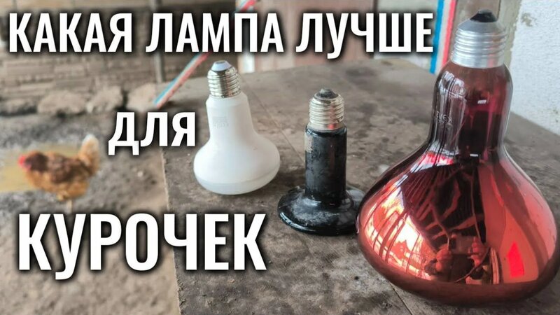 Инфракрасные лампы для курятника - керамическая с нихромовой нитью или ...