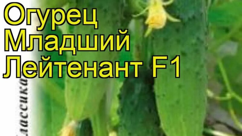 Огурец Младший Лейтенант F1. Краткий обзор, описание характеристик ...