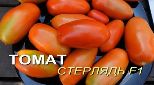 Томат Стерлядь F1. Обзор сортов Томатов! - Смотреть онлайн в поиске ...