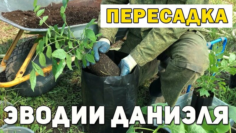 Пересадка Эводии Даниэля в пакеты 24,5 литра. - Смотреть онлайн в ...