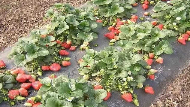 Пересадка Клубники Весной на другое место - Смотреть онлайн в поиске ...