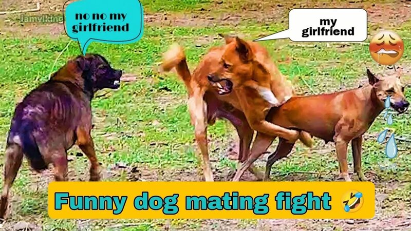 OMG Two males dogs meeting female Funny Dog Mating