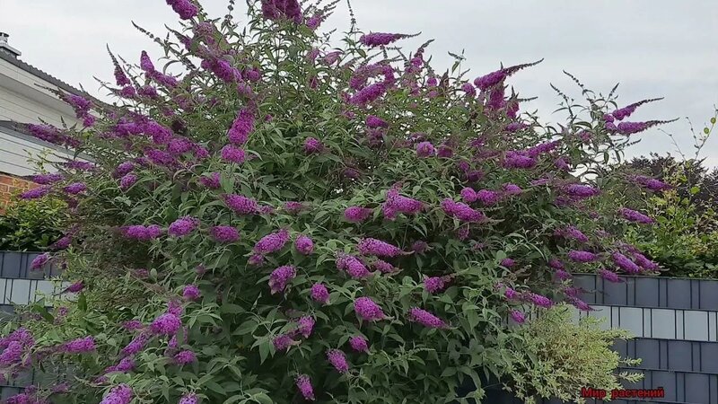Буддлея Давида _ кустарник фонтан для бала бабочек! - Смотреть онлайн в ...