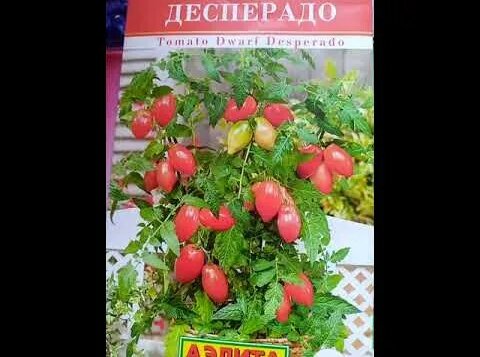 томат Десперадо - Смотреть онлайн в поиске Яндекса по Видео