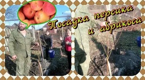 Посадка персика и абрикоса. - Смотреть онлайн в поиске Яндекса по Видео