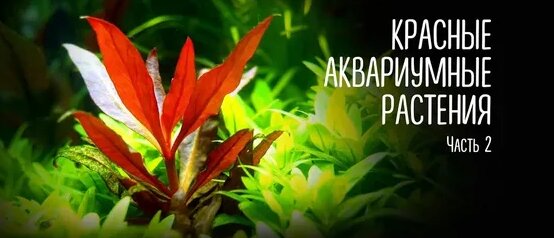 Красные аквариумные растения. Часть 2 - Смотреть онлайн в поиске ...