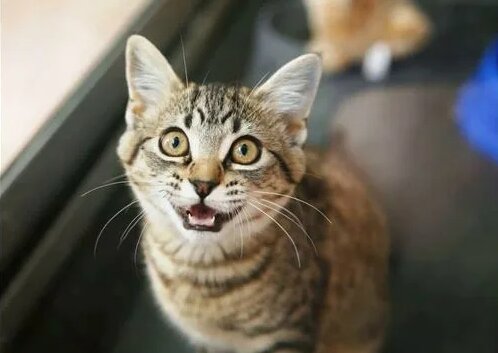 Лесбилердің аяғын жалау