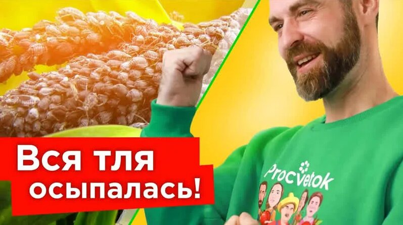 ОТ ТЛИ Помогло Мгновенно! Самые эффективные препараты от тли, а также ...