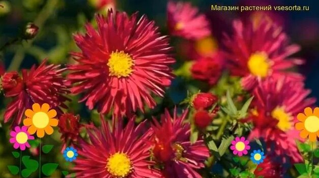 Астра новобельгийская Кримсон Брокаде. Краткий обзор, описание aster ...