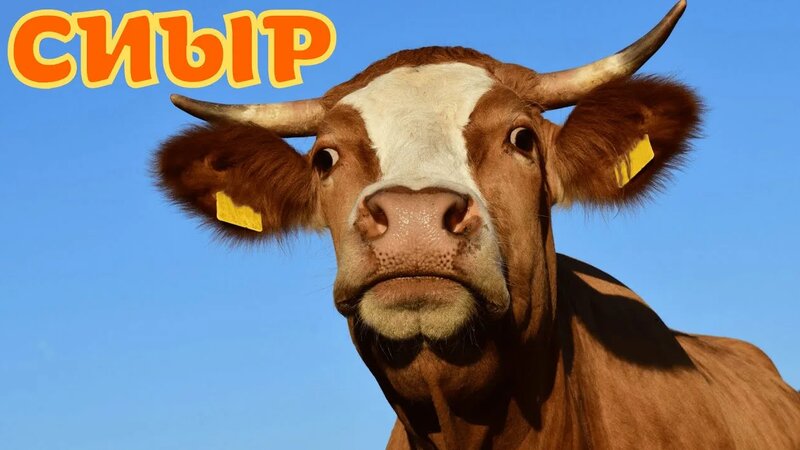 Оральды секс туралы тәрбиелік бейне онлайн