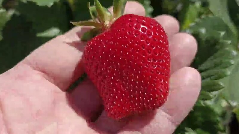 Клубника Мальга созревает обзор - Смотреть онлайн в поиске Яндекса по Видео