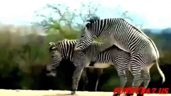 Лесби порно аудармалары