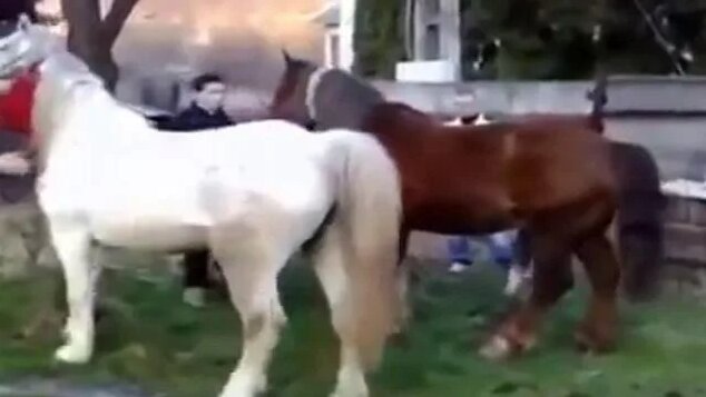 horse breeding, donkey mating, animal mating, horse mating, stallion horse mating - Смотреть