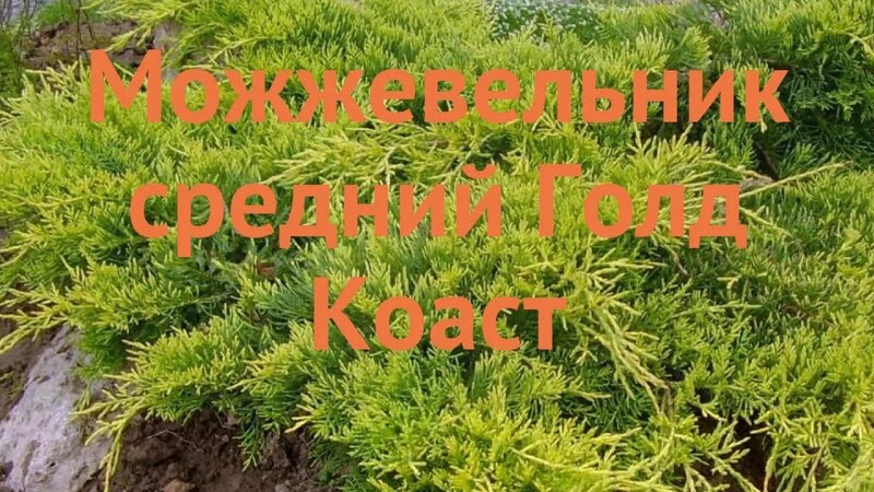 Можжевельник средний Голд Коаст (gold coast) 🌿 обзор: как сажать ...