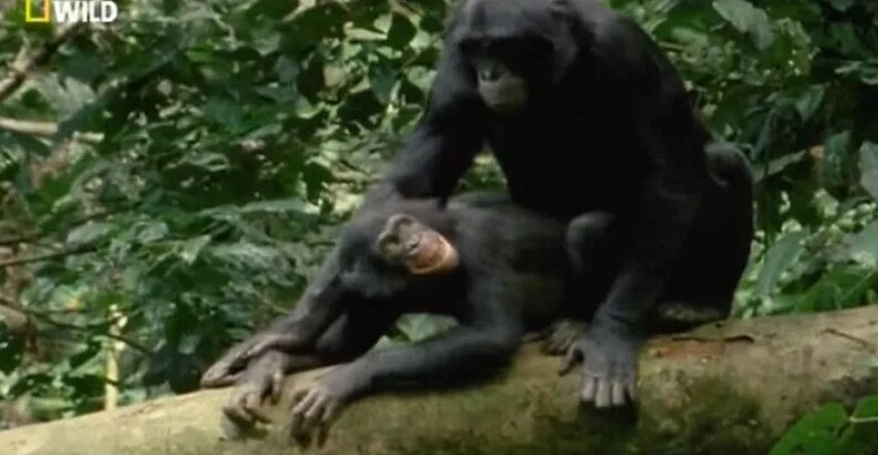 Ол моншада әйелінің досын трахает.