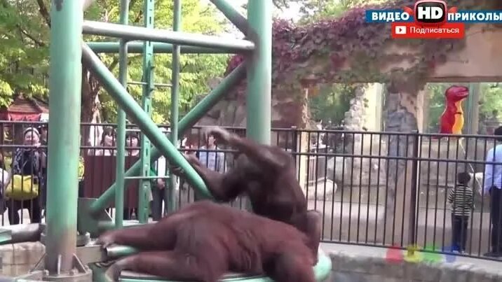 Monkey Zoo Порно Видео | clubksamata.ru