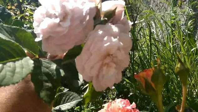 Роза "Флоренс Делатре" - Смотреть онлайн в поиске Яндекса по Видео