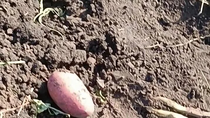 Сорт картофеля Балтик Роуз - Смотреть онлайн в поиске Яндекса по Видео