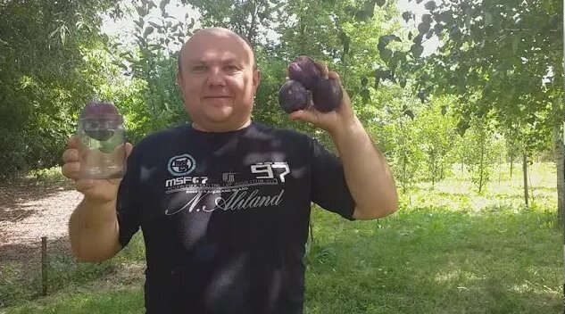 Самая крупная слива в мире!!! Слива Бербанк Гигант (plum Berbank Giant ...