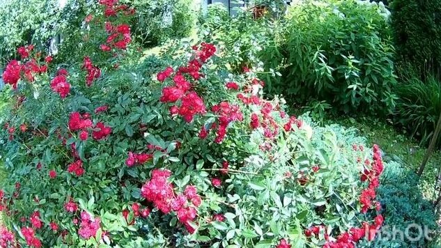 Почвопокровная роза РЕД Каскад. (США 1976 год) - Смотреть онлайн в ...