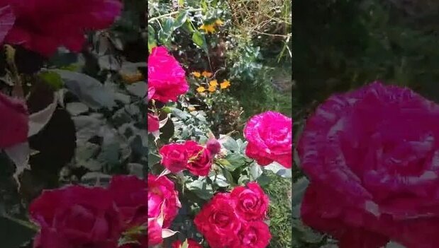 Роза Фиджи Негро - Смотреть онлайн в поиске Яндекса по Видео