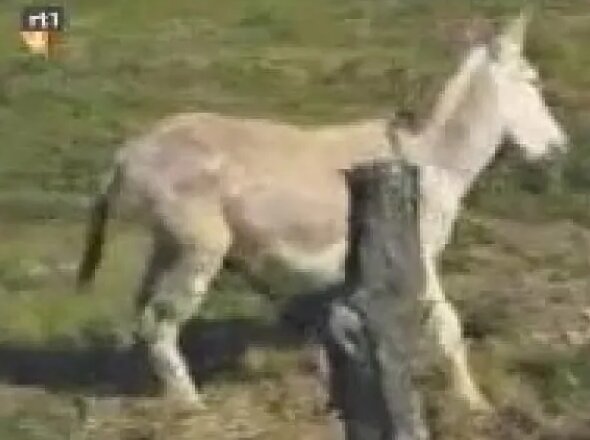 Yoshlar bilan issiq jinsiy aloqa