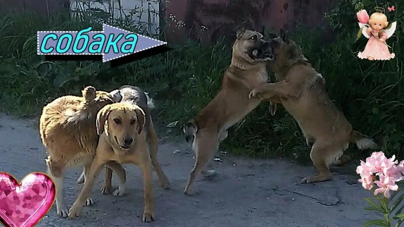 трахаютя собаками 