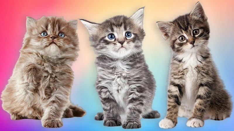 𝐜𝐚𝐭 🤍  Sevimli yavru kediler, Şirin kedi, Sevimli kediler