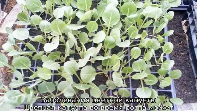 Выращивание цветной капусты в открытом грунте - Смотреть онлайн в ...