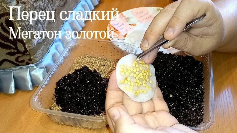 Посеяла Перец сладкий 'Мегатон золотой' - Смотреть онлайн в поиске ...