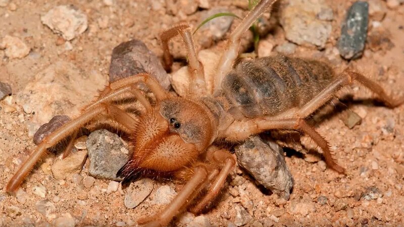 Итальяндық порно Марк Дорсел