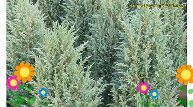 Можжевельник обыкновенный Компресса. Краткий обзор, описание juniperus ...