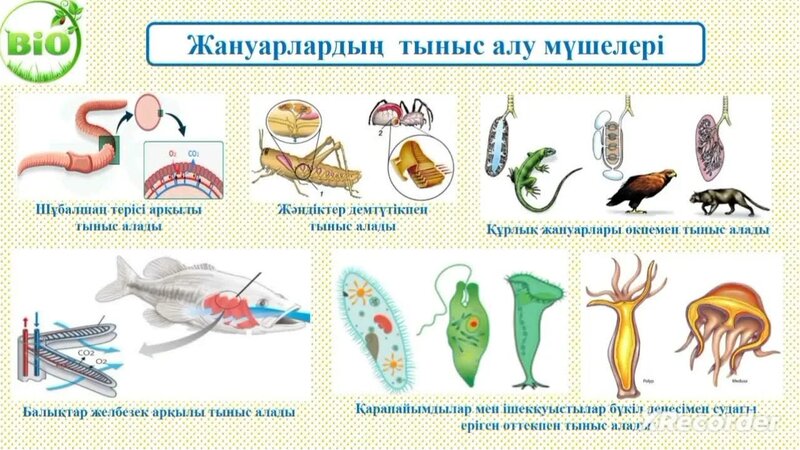 Қара әйелдермен лесбиянкалық порно көру