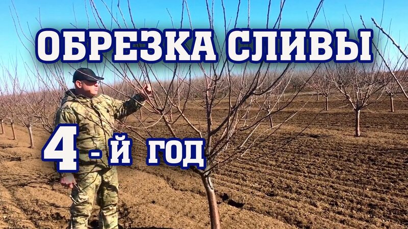 Правильная Обрезка Сливы 4-й год после посадки опытный участок ...